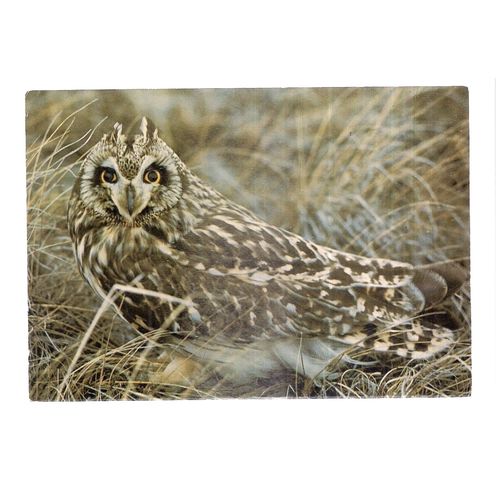 SHORT EARED OWL...unused postcard by J.Arthur Dixon KBP 23128 Collectacard #