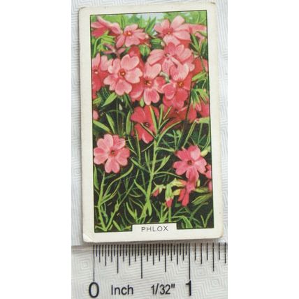 1938 Gallaher's Garden flowers No. 42 Phlox