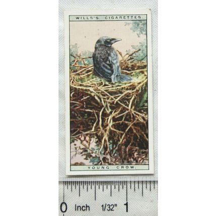 1925 Life in The Tree Tops No. 8 Young Crow