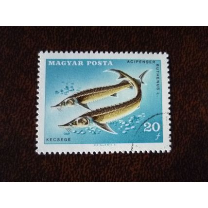 Hungary 1967 14th Int Anglers Fed Congress 20fi Sterlet used stamp SG2296 fish