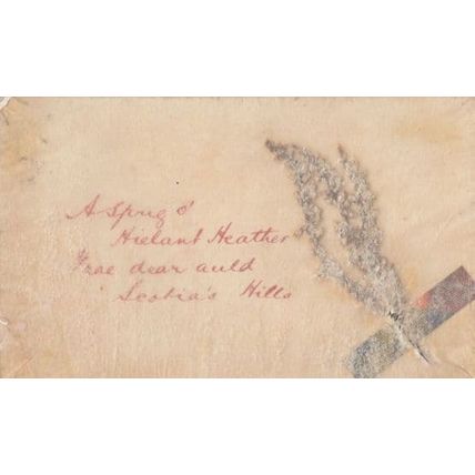 Scottish Real Heather Preserved Flower From 1903 Antique Hand Made Postcard