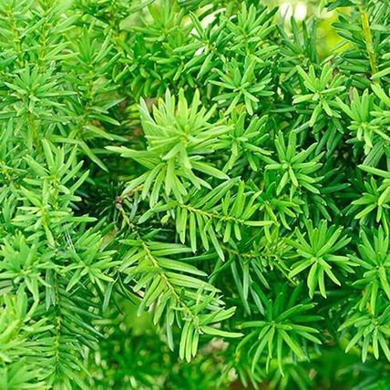 10 YEW TAXUS BACCATA TREE SAPLINGS 10-20CM - BARE ROOTED DUG TO ORDER WOODLAND