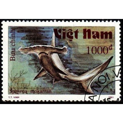 Vietnam 1991 Marine Life Fish 1000d Used Stamp Shark .