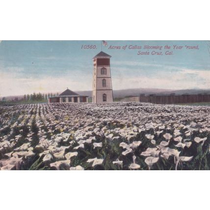 Callas Blooming Santa Bloom USA Postcard
