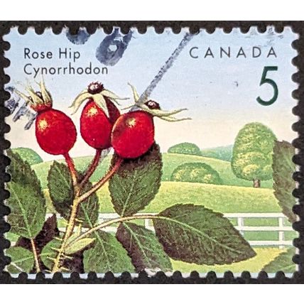 STAMP Canada SG1463 1991 5c Berries - Rosehip Used