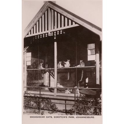 Madagascar Cats Ecksteins Park Johannesburg South Africa Postcard