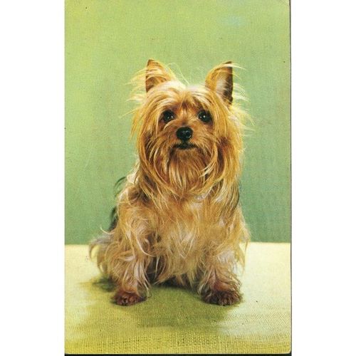 Greetings Card 1967 - Yorkshire Terrier - PT7