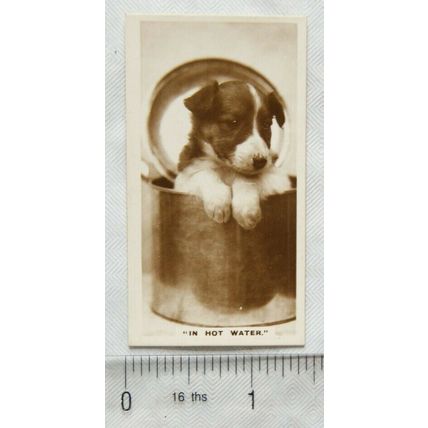 De Reszke Real Photographs card No. 6 In Hot Water - puppy