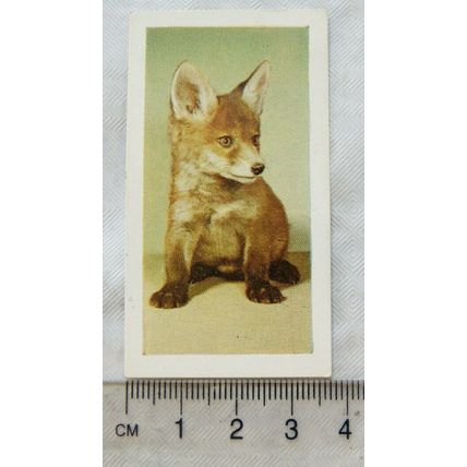 1960 Horniman's Tea card Pets No. 9 Fox Cub
