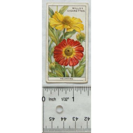 1933 Wills Garden Flowers No. 23 Heleniuma