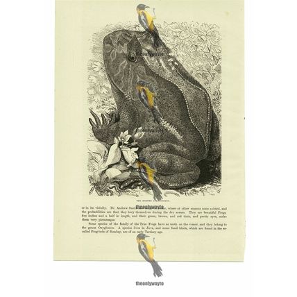 Horned Ceratophrys (South American Horned Frog), Book Illustration (Print), 1884