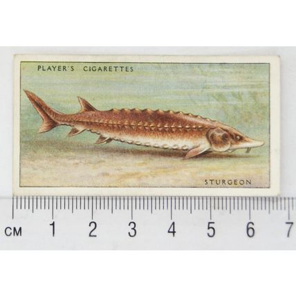 1933 Players Fresh-water Fishes, pink back No. 42 Sturgeon
