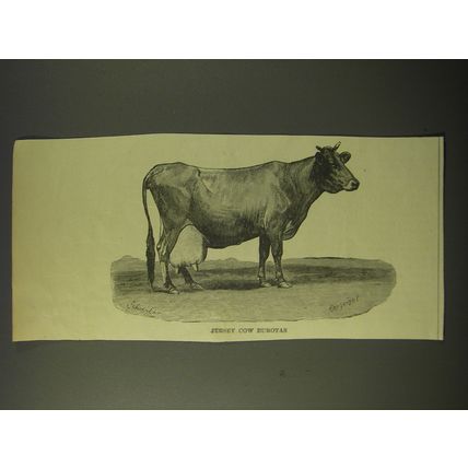 1887 Illustration of Jersey Cow Eurotas