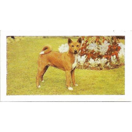 Dogs 1961 Hornimans Tea Card 2 - Basenji