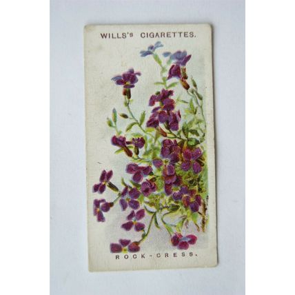 1913 Wills, Alpine Flowers No. 8 Rock-cress