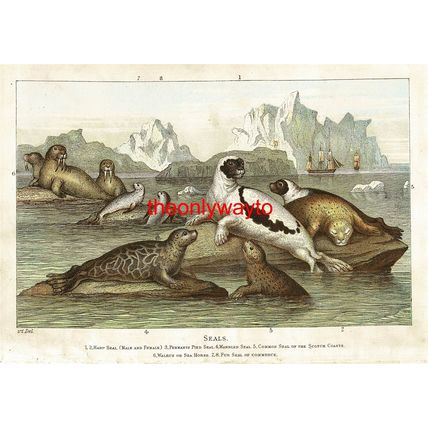 Seals, 7 Species, Book Illustration (Print), 1903