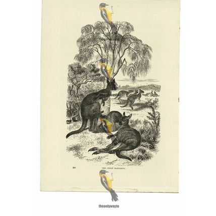 Great Kangaroo, Book Illustration (Print), 1884