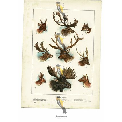 Deer Family, 9 Species, Book Illustration (Print), 1884