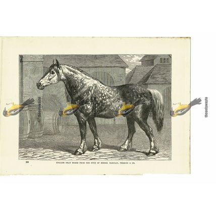 English Dray Horse (Barclay, Perkins Stud), Book Illustration (Print), 1884