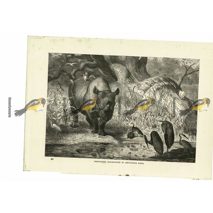 Rhinoceros & Rhinoceros Birds, Book Illustration (Print), 1884