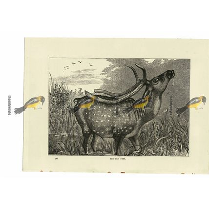 Axis Deer, Book Illustration (Print), 1884