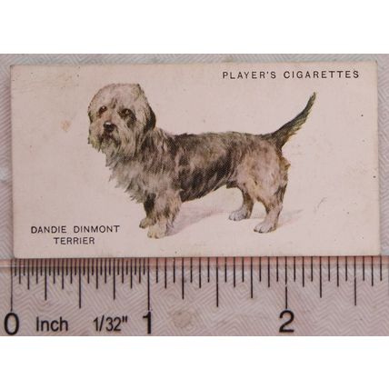 1931 John Player & Sons Dogs No. 42 Dandy Dinmont Terrier