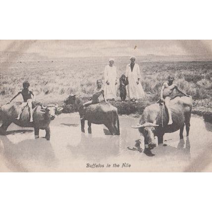 Buffalos In The Nile Egyptian Antique Postcard