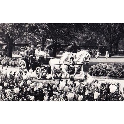Pony Donkey Rides At London Zoo Wildlife Park 1950s Old Real Photo Postcard