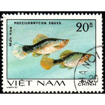Vietnam 1981 Marine Life Fish 20xu Used Stamp