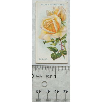 1914 Wills Roses 2nd Series No. 97 Sunburst (Hybrid Tea)