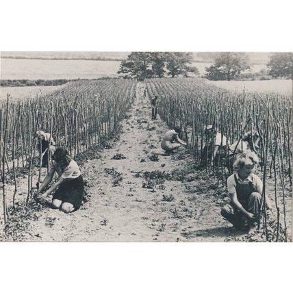 Postcard Land Girls Planting Tomatoes 1942 WW2 Farm Tomato - Nostalgia