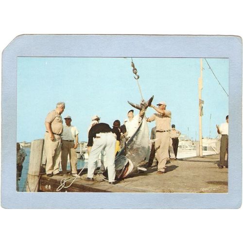 Rhode Island Galilee Giant Tuna~469