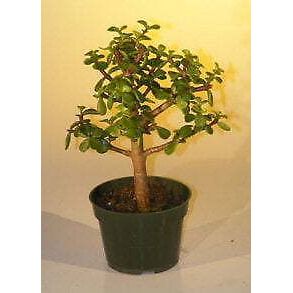 Pre Bonsai Baby Jade Bonsai Tree - Medium(Portulacaria Afra)