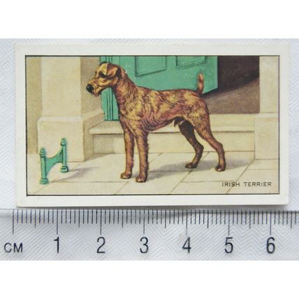 1936 Gallaher Dogs 1st Series No. 41 The Irish Terroer