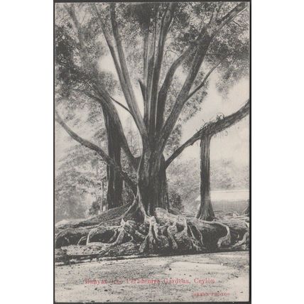 Banyan Tree, Peradeniya Gardens, Kandy, Ceylon, c.1910 - Skeen Postcard