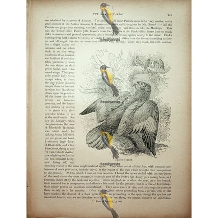 Amazon Parrot, Natural History Book Illustration, 1896