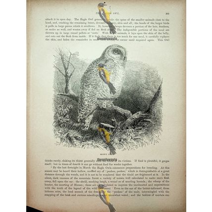Short Eared Owl (Snowy Owl On Reverse), Natural History Book Illustration, 1896