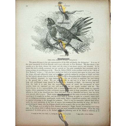 Rosella, Natural History Book Illustration, 1896