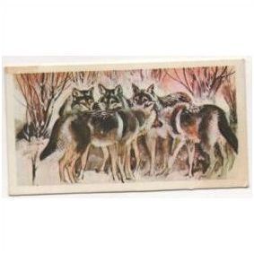 1976 Brooke Bond Tea card Wonders of Wildlife No.43 Team tactics