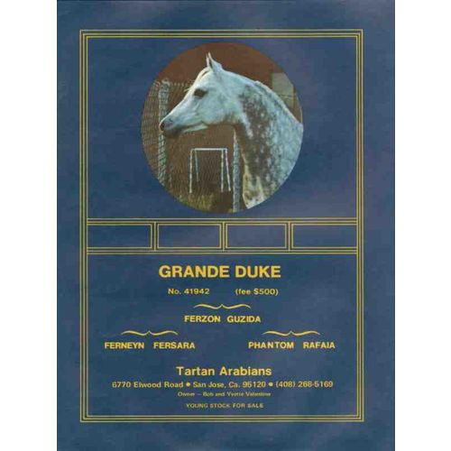 tartan arabians 1972 grande duke ferzon guzida stud horse vintage ad