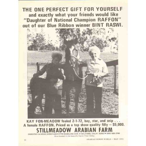 stillmeadow arabian farm 1972 kay fon-meadow raffon horse vintage ad