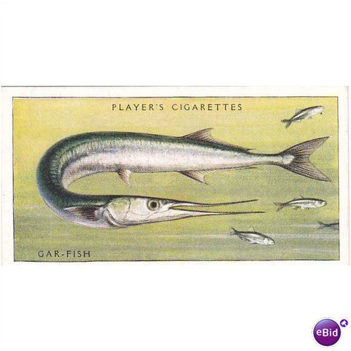 Players Sea Fishes Card No. 15 Gar Fish