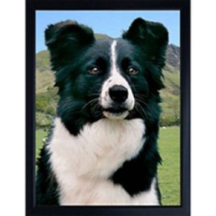 BORDER COLLIE FRIDGE MAGNETS STUNNING DOG BREED MAGNETS