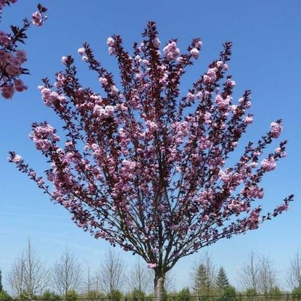 Cherry Blossom Tree Plant Dwarf Japanese Patio 'Royal Burgundy' Garden Ready