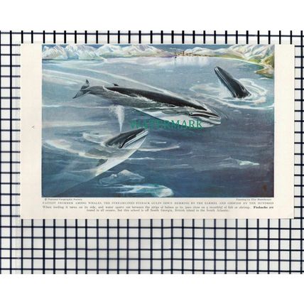 (7891) Finback Whale / Humpback Whale - 1940 Book Print