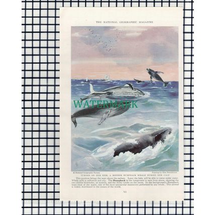 (7891) Finback Whale / Humpback Whale - 1940 Book Print
