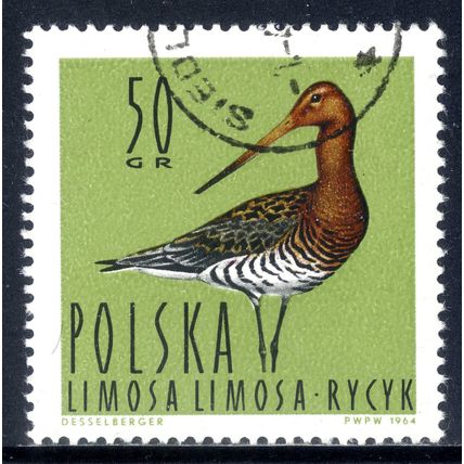 POLAND 1964, Water Birds - Black-tailed Godwit (Limosa limosa), 50 G, CTO