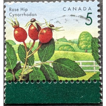 STAMP Canada SG1463 1991 5c Berries - Rosehip Used
