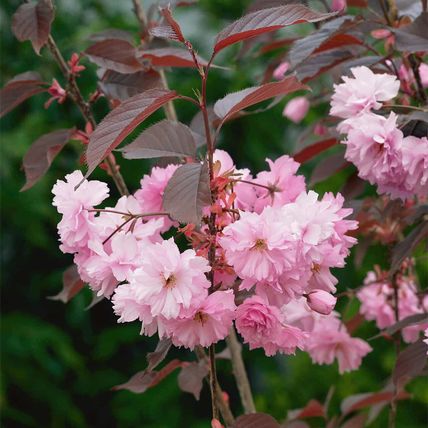 Cherry Blossom Tree Plant Dwarf Japanese Patio 'Royal Burgundy' Garden Ready