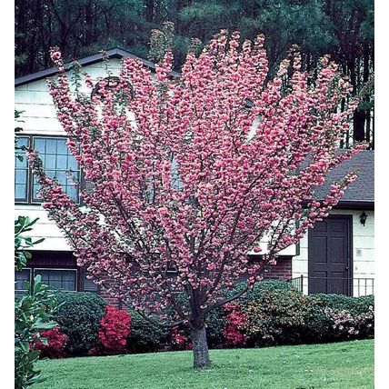 Cherry Blossom Tree Plant Dwarf Japanese Patio 'Royal Burgundy' Garden Ready